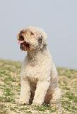 LAGOTTO 125